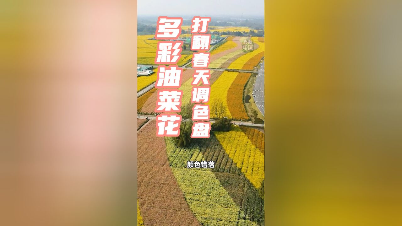 秀我中国|多彩油菜花打翻春天调色盘