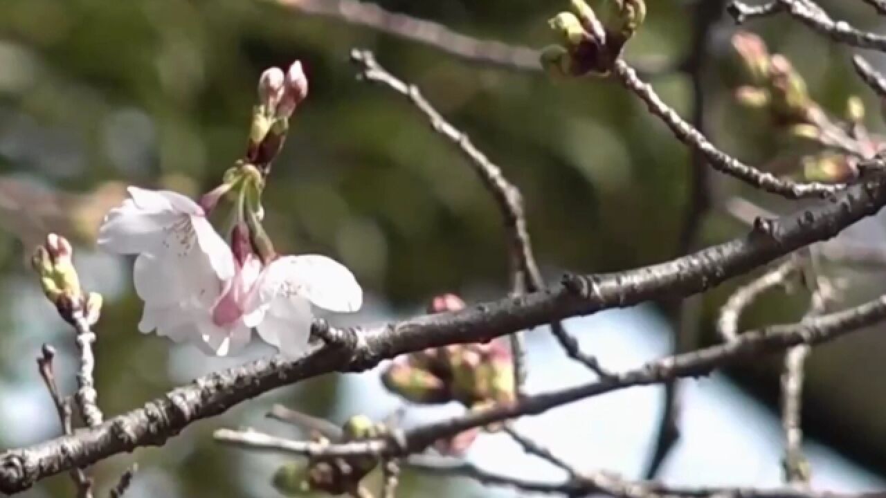 日本东京都中心地区樱花开花 多地樱花季姗姗来迟