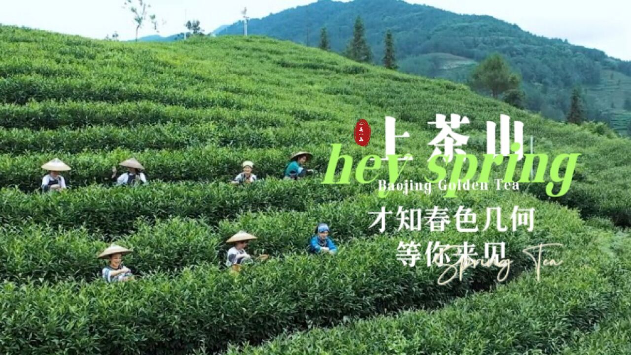 双语ⷤ𘀥Ž🤸€品丨保靖黄金茶:上茶山,才知春色几何,等你来见