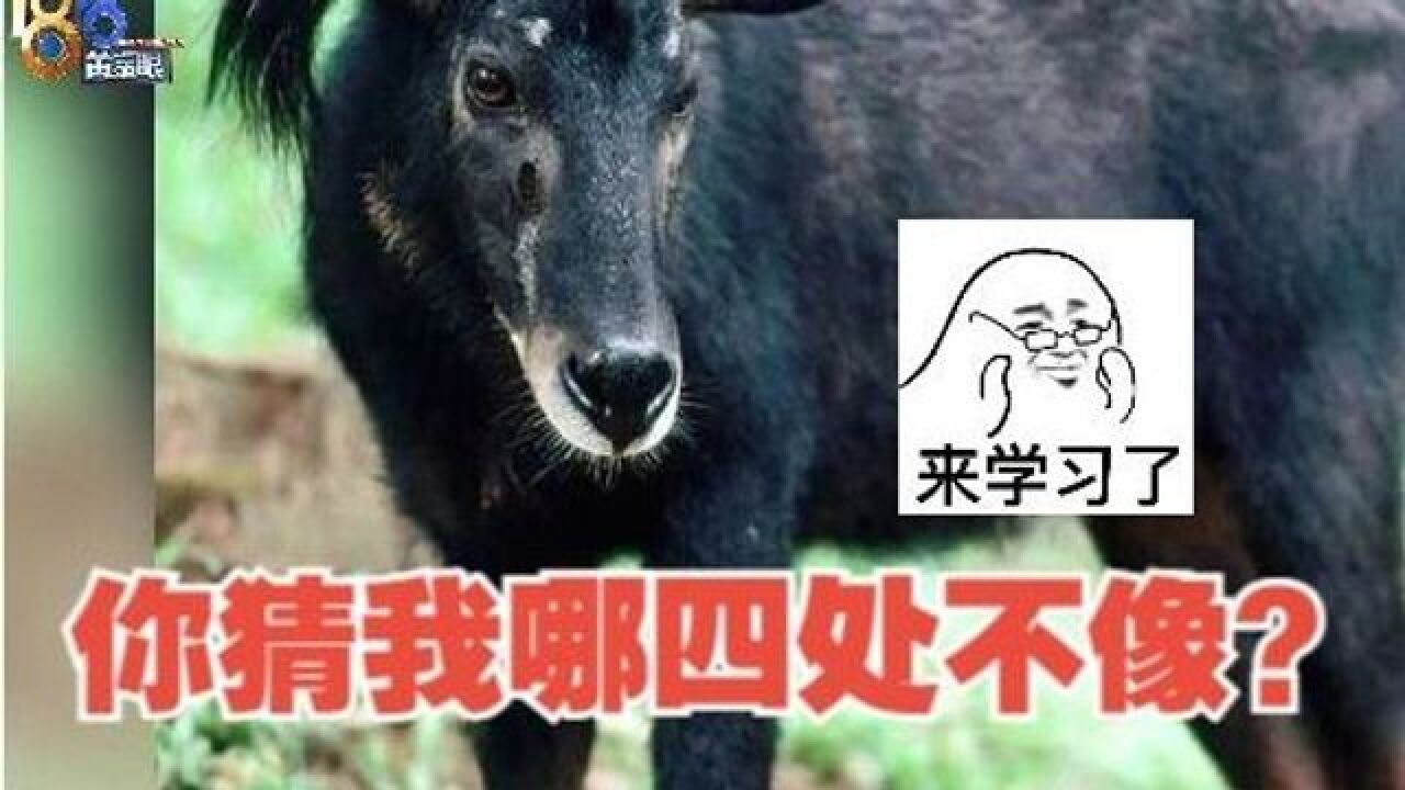 【1818黄金眼】又像牛又像羊,这就是传说中的“四不像”