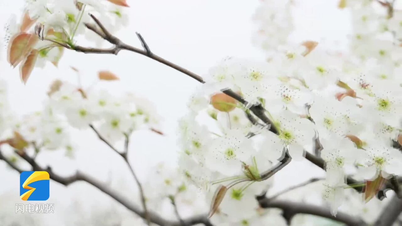 诗画山东 | 滕州刘村万亩梨花绽放繁盛似雪