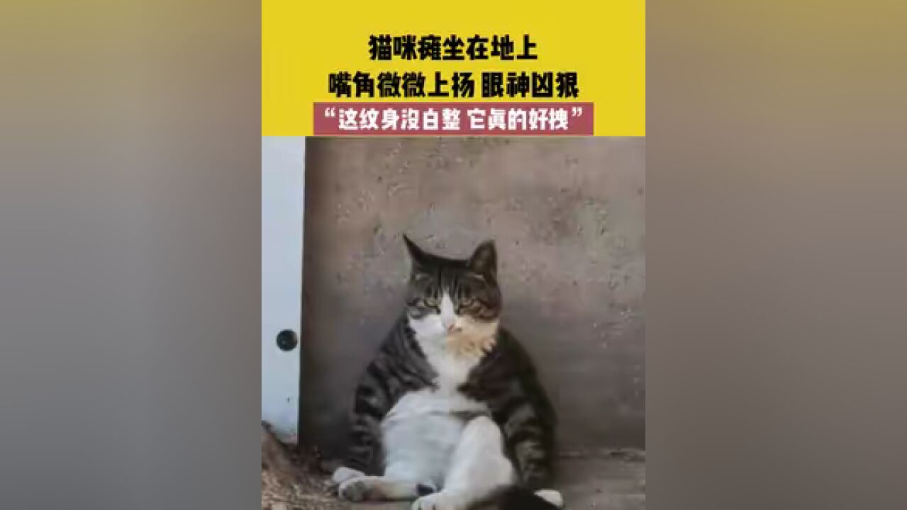 5月12日(发布)吉林,猫咪瘫坐在地上,嘴角微微上扬,眼神凶狠,“这纹身没白整,它真的好拽”#原谅我不厚道的笑了