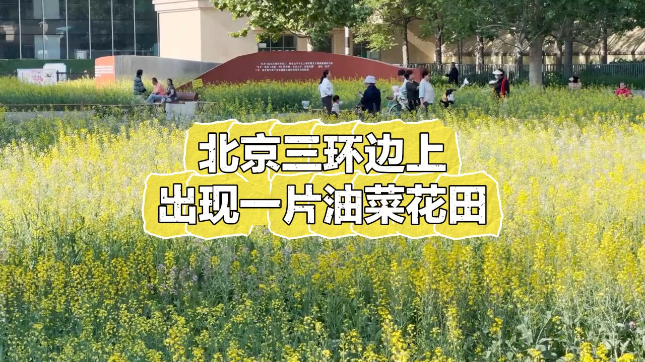 视频丨北京三环边上出现一片油菜花田