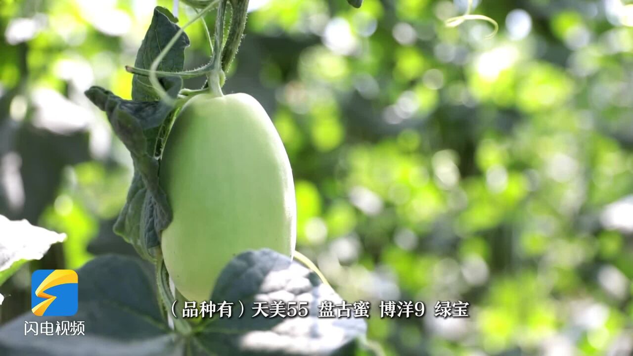 东营利津: “临合蜜”甜瓜抢“鲜”上市 助力群众增收