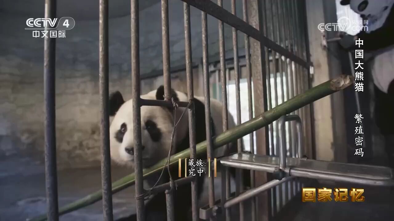 秦岭大熊猫是国宝中的美人 棕色大熊猫更是国宝中的国宝