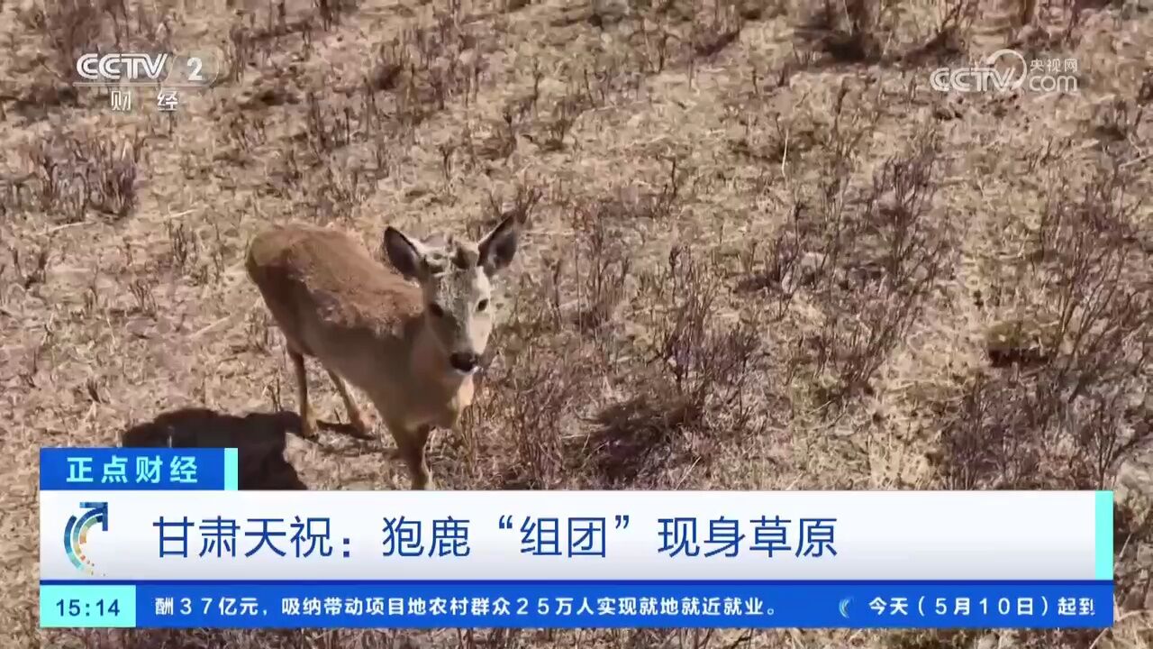 甘肃天祝:狍鹿“组团”现身草原