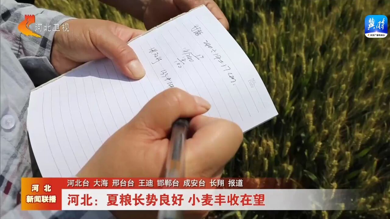 河北:夏粮长势良好 小麦丰收在望