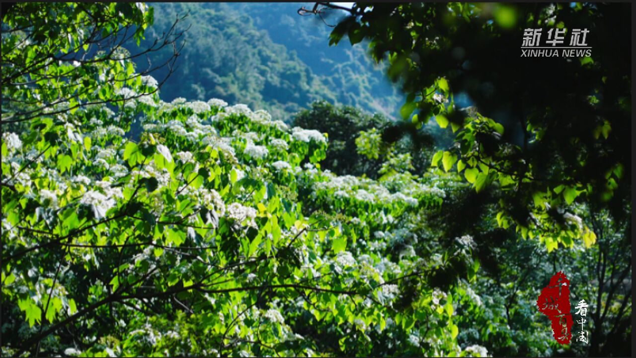 千城百县看中国|夏日同安 山野桐花烂漫