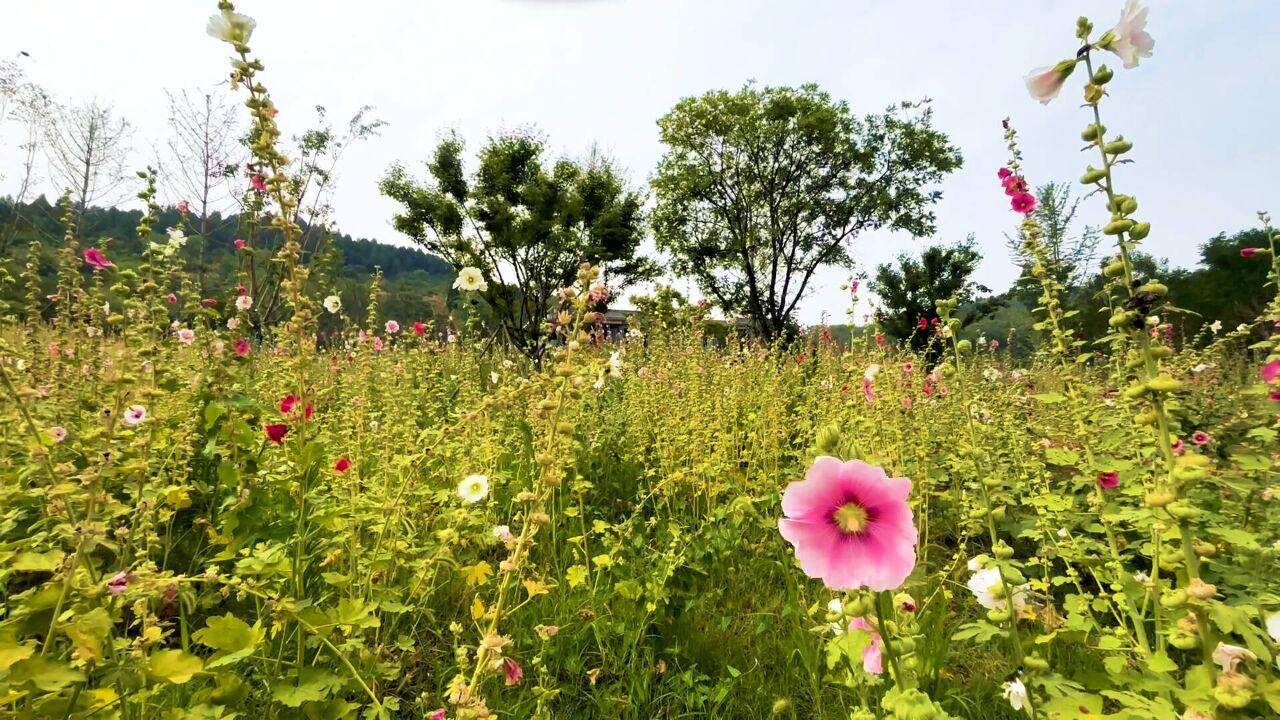 枣庄蜀葵花向阳绽放 粉粉嫩嫩惹人爱