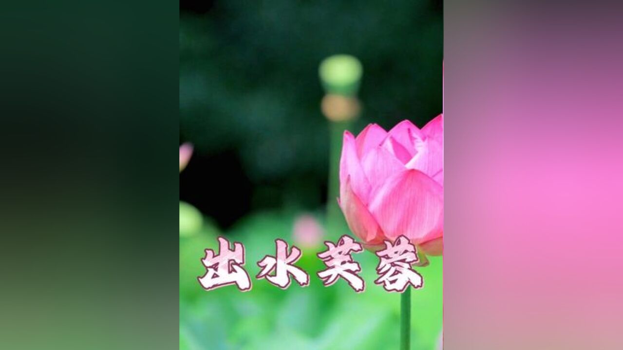 出水芙蓉