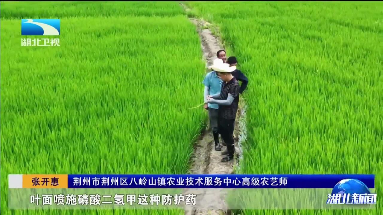 防汛抗旱进行时 | 全省5295名农技人员田间“把脉”保生产