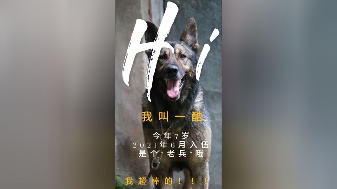 三门一警犬“一酷”服役半生,退役无声胜有声