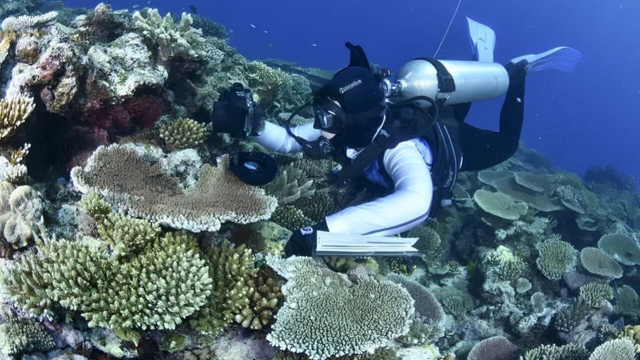 大堡礁部分水域珊瑚死亡率高达72%,创39年来新高