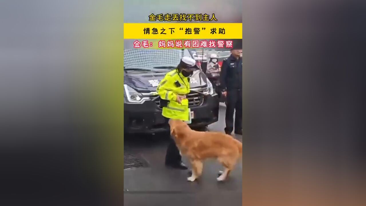 金毛走丢找不到主人 情急之下“抱警”求助