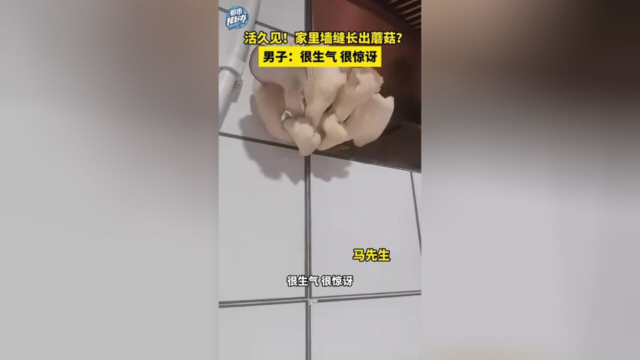 活久见!家里墙缝长出蘑菇?男子:很生气 很惊讶