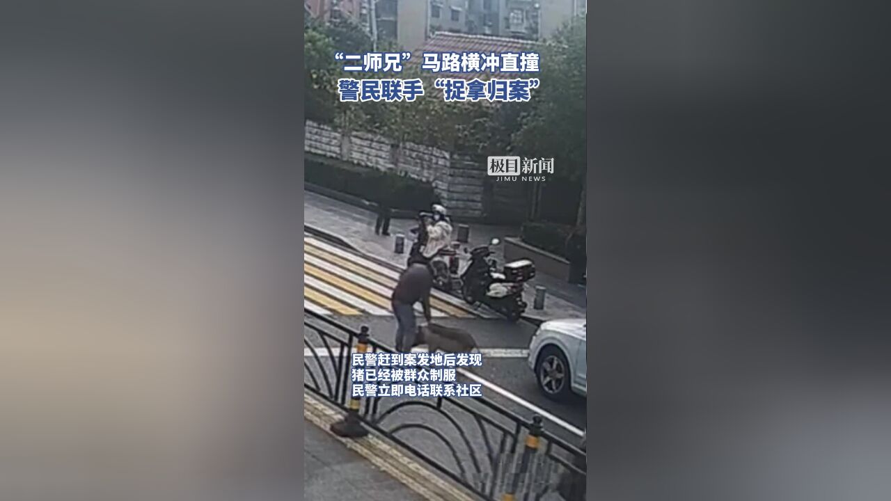 “二师兄”马路横冲直撞,警民联手“捉拿归案”