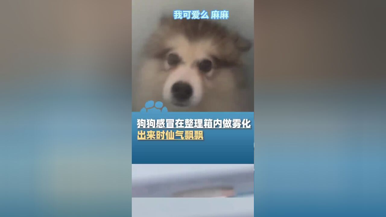 狗狗感冒在整理箱内做雾化,出来时仙气飘飘