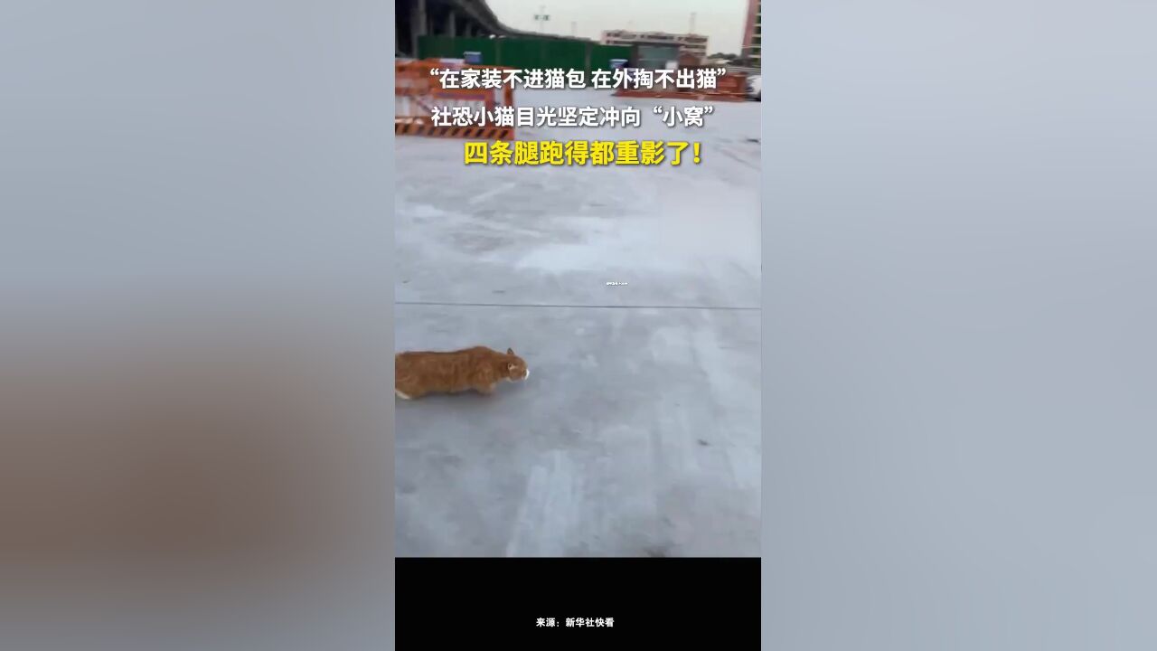 社恐小猫目光坚定冲向“小窝”,四条腿跑得都重影了