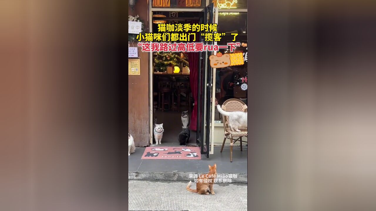 猫咖淡季的时候,小猫咪们都出门“揽客”了!