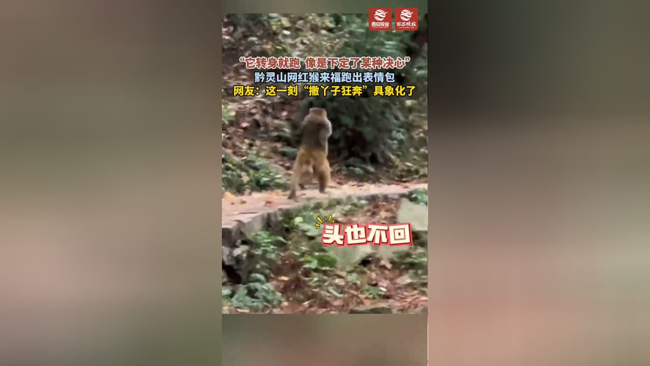 “它转身就跑,像是下定了某种决心”,黔灵山网红猴跑出表情包