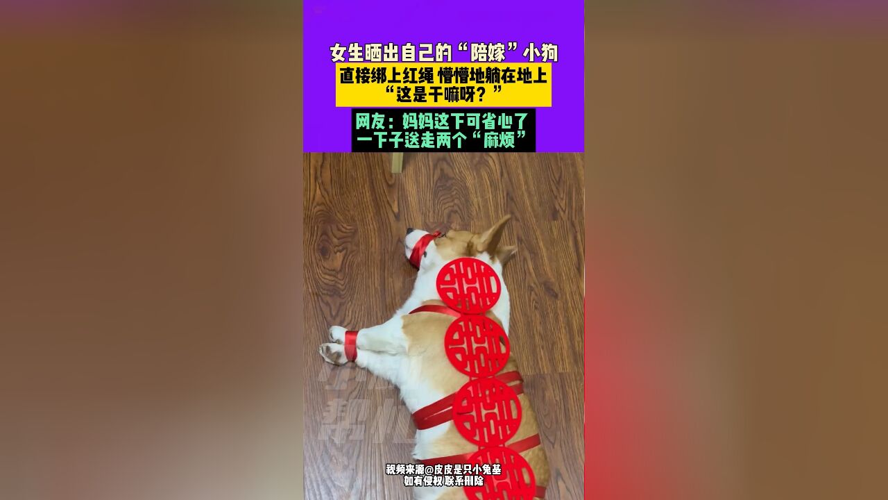 12月1日,重庆,女生晒出自己的“陪嫁”小狗,直接绑上红绳,懵懵地躺在地上,“这是干嘛呀?”网友:妈妈这下可省心了,一下子送走两个”麻烦