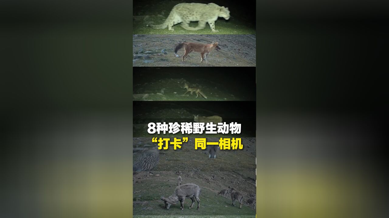 8种珍稀野生动物密集“打卡”同一相机,雪豹、豺、猞狸、白唇鹿、棕熊……散步 觅食 挠痒痒 各忙各的