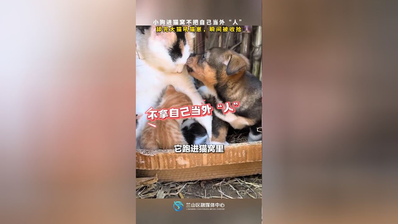 小狗进猫窝不把自己当外“人”,舔完大猫吼猫崽,瞬间被收拾!