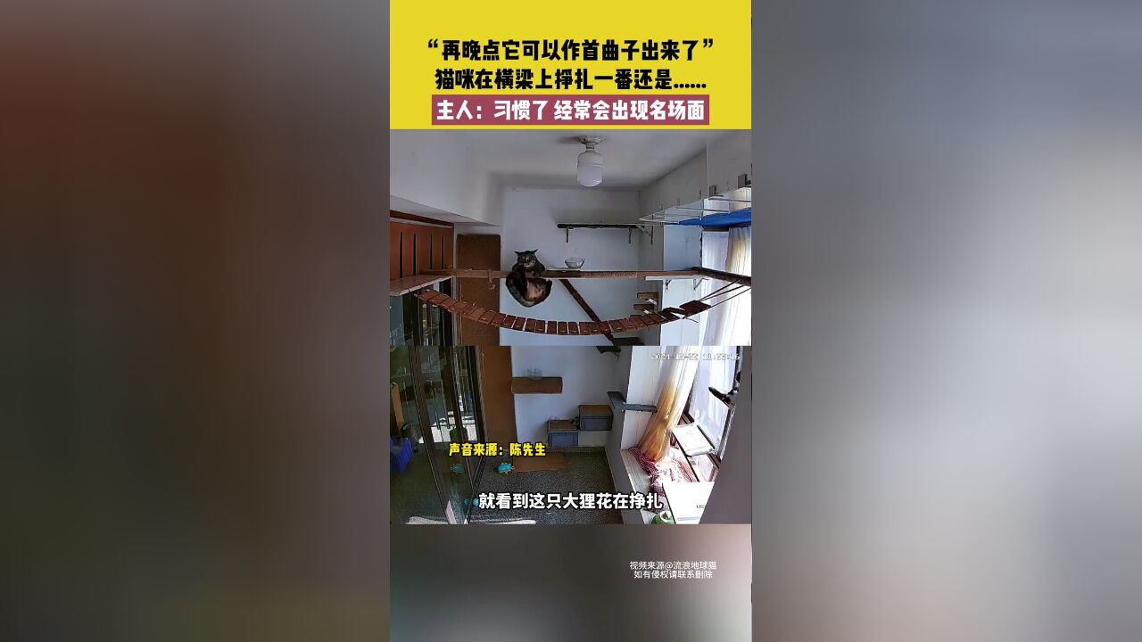 猫咪在横梁上挣扎一番还是掉下去,主人:习惯了,经常会出现名场面