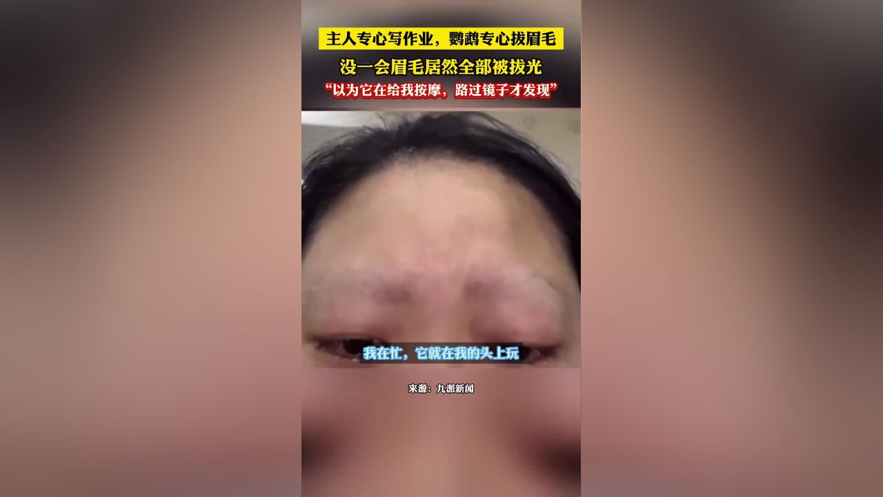 主人专心写作业,鹦鹉专心拔眉毛!一会眉毛居然全部被拔光,“以为它在给我按摩”