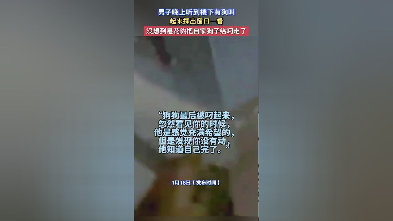 男子晚上听到楼下有狗叫,起来探出窗口一看,没想到是花豹把自家狗子给叼走了