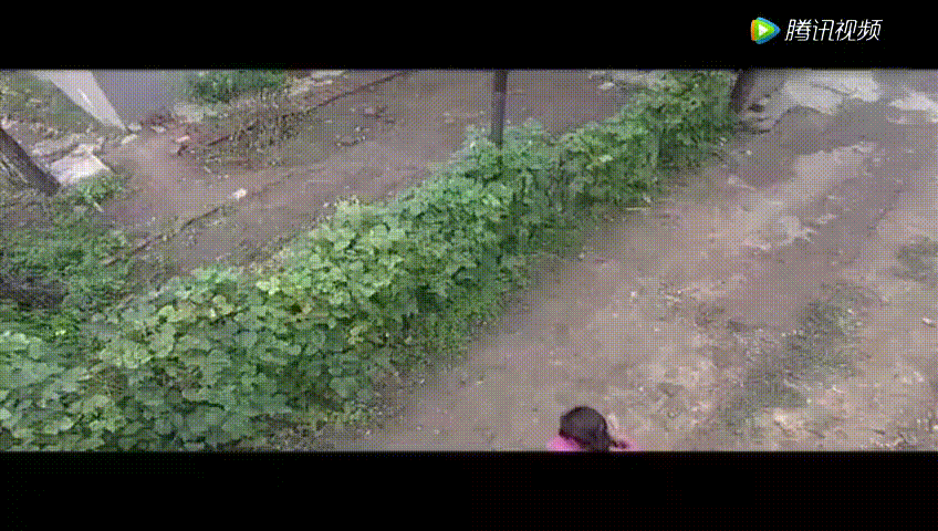 壁纸 植物 蕨类 848_480 gif 动态图 动图