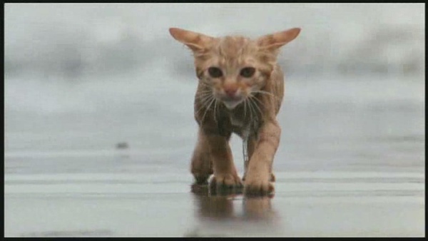 子猫物语 Milo And Otis 电影 腾讯视频
