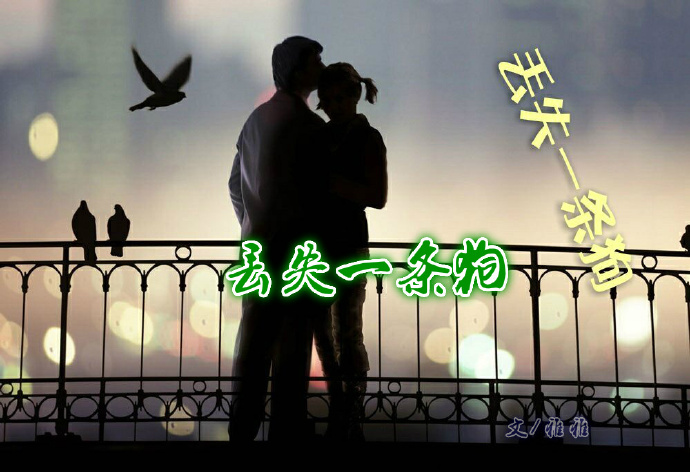 丢失一条狗