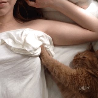 迷路猫的猫和大象腿的腿