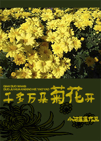 千朵萬朵菊花開
