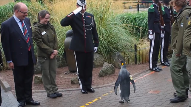 拥有"准将"军衔的企鹅,军官见了都要敬礼,网友:世界最牛的企鹅