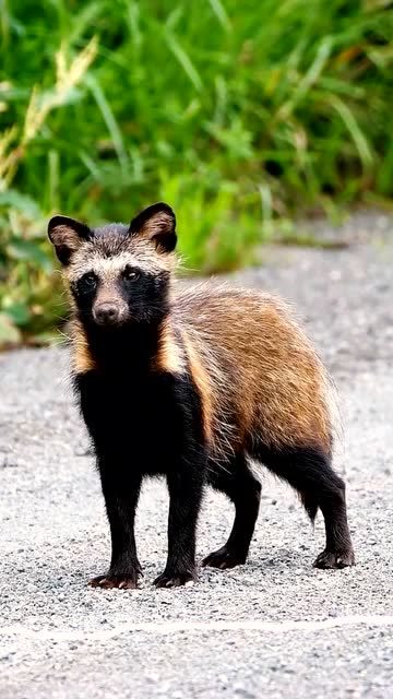 长得极像小浣熊又非常古老的犬科貉,脾气一上来谁也拦不住