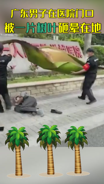 广东男子在医院门口被一片树叶砸晕在地 网友:南方树叶不好惹