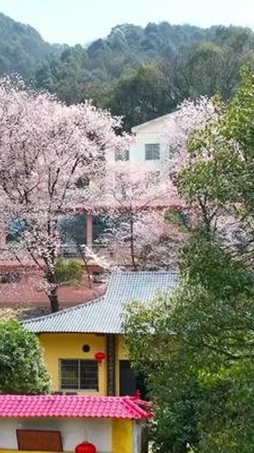 江西九江 #江西#我的航拍时刻 方竹寺的樱花大赏