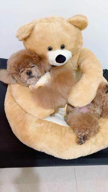 大熊抱小熊,爱的抱抱,真舒服 #家有萌宠 #可爱熊 #是宠物更是家人