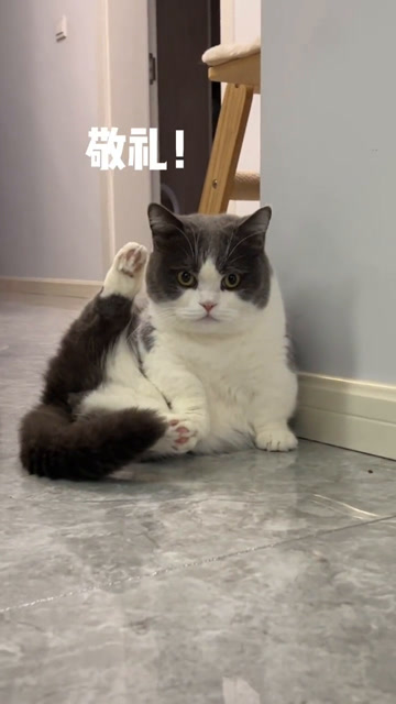 用jiojio敬礼的小猫咪超酷的好嘛