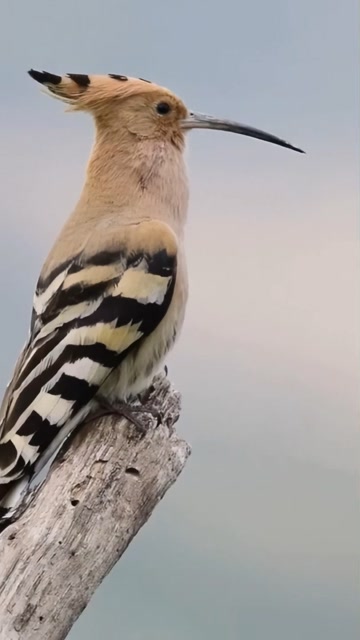 戴勝鳥咕咕叫