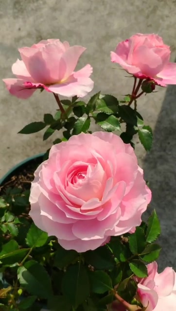 月季—盆栽!花卉绿植盆栽