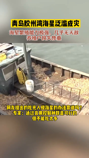 青岛胶州湾海星泛滥成灾