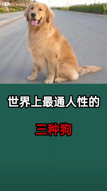 世界上最通人性的三种狗