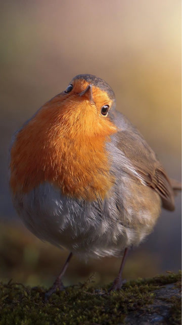 一只胖乎乎的知更鸟