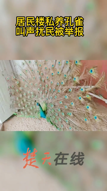 居民楼饲养孔雀 叫声扰民被举报