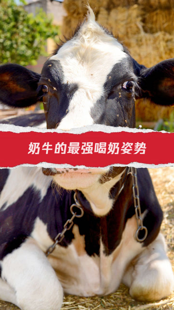 奶牛的最强喝奶姿势 这感觉不太聪明的样子