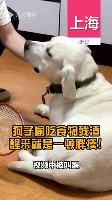 狗子偷吃食物残渣,醒来就是一顿胖揍!狗子:我是谁,我在哪?