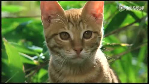 汪猫物语 腾讯视频